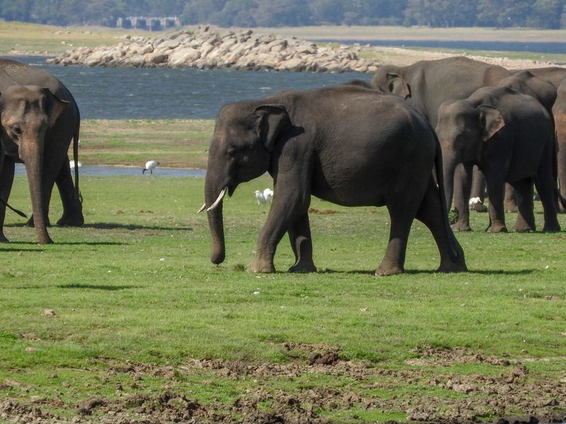 Anuradhapura - Minneriya/Kaudulla NP - Habarane